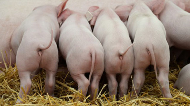 飼料加工蒸汽發(fā)生器 飼料加工蒸汽發(fā)生器