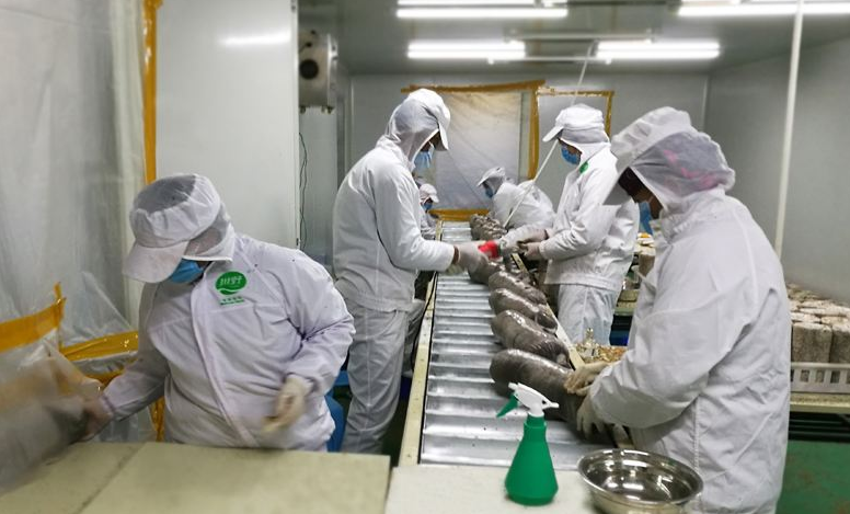 蘑菇菌種培育蒸汽發(fā)生器 蘑菇菌種培育蒸汽發(fā)生器