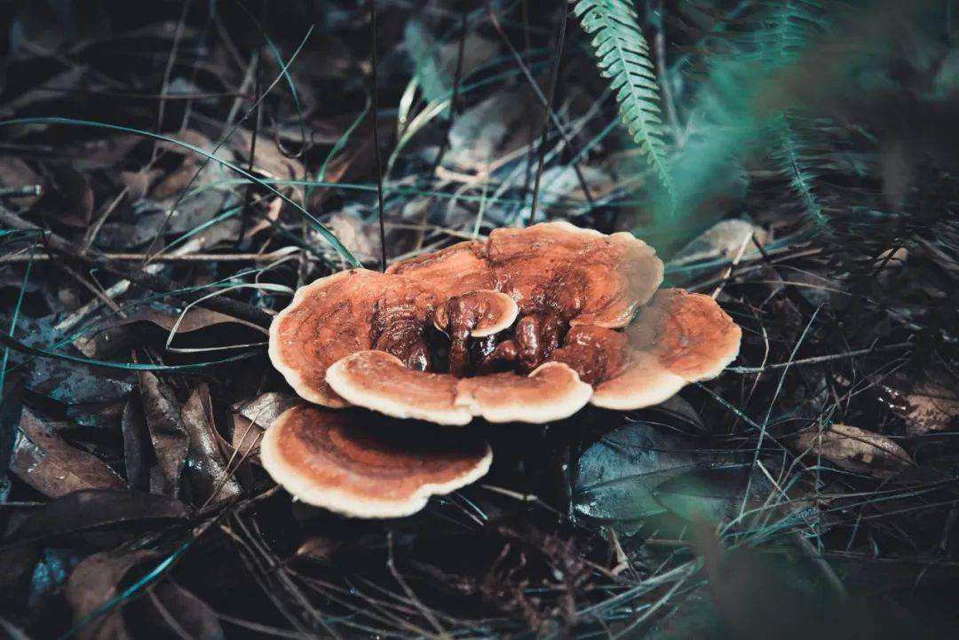 靈芝直接使用浪費(fèi)？使用蒸汽發(fā)生器更有效的提純靈芝精粉